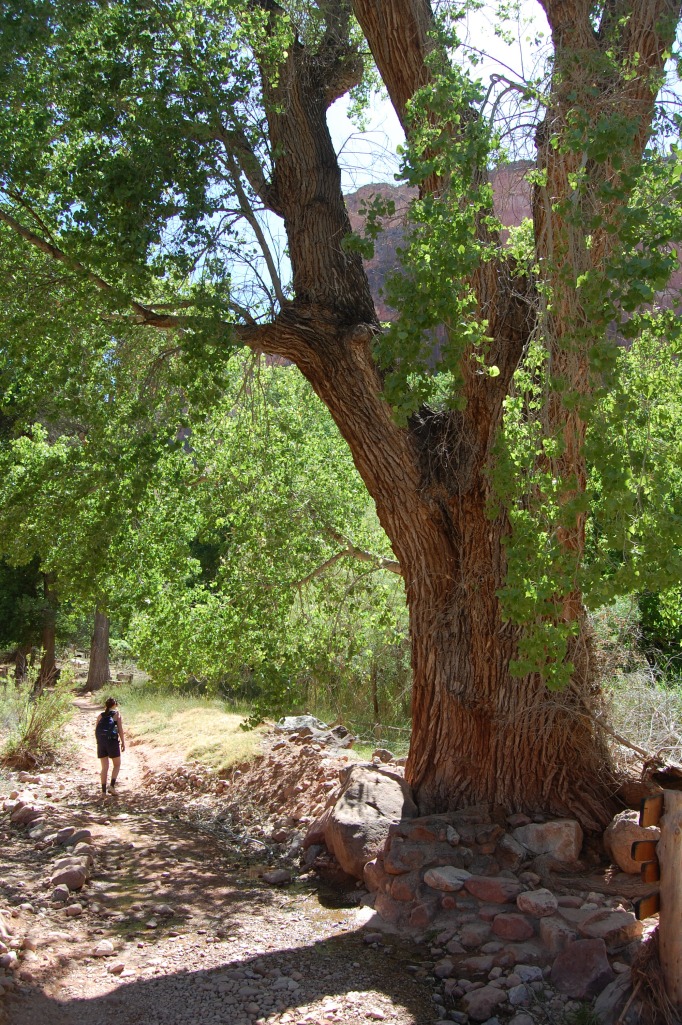 We hiked down to Indian Garden, 4.8 miles. It was 115 degrees. 